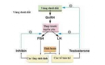 Giải bài tập Sinh học lớp 11: Cơ chế điều hòa sinh sản