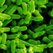 Khảo sát tỉ lệ nhiễm Coliforms và E. coli trong nƣớc uống, nước giải khát có gas, nước uống có cồn đang lƣu hành trên địa bàn Thành phố Hồ Chí Minh.