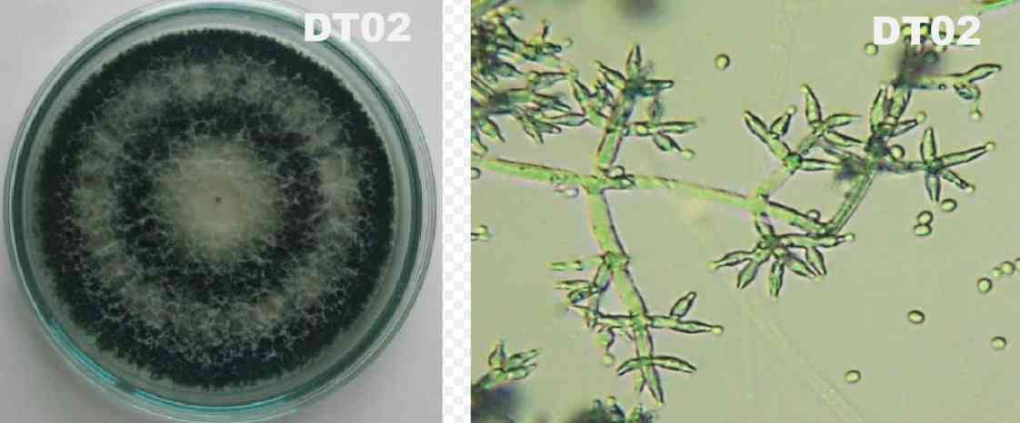 Khuếch đại vùng gen ITS – rDNA và vùng Tef các nguồn nấm Trichodema từ đó giải trình tự đoạn DNA khuếch đại, định danh các dòng nấm Trichoderma.spp