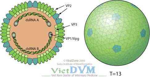 NGHIÊN CỨU PROTEIN TÁI TỔ HỢP VÀ VIRUS GUMBORO