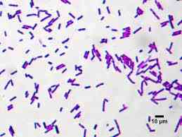 Phân lập được chủng vi khuẩn Bacillus subtilis từ đất có khả năng đối kháng mạnh với E. coli gây bệnh tiêu chảy trên heo nhằm ứng dụng sản xuất probiotic trong chăn nuôi.