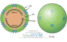 NGHIÊN CỨU PROTEIN TÁI TỔ HỢP VÀ VIRUS GUMBORO