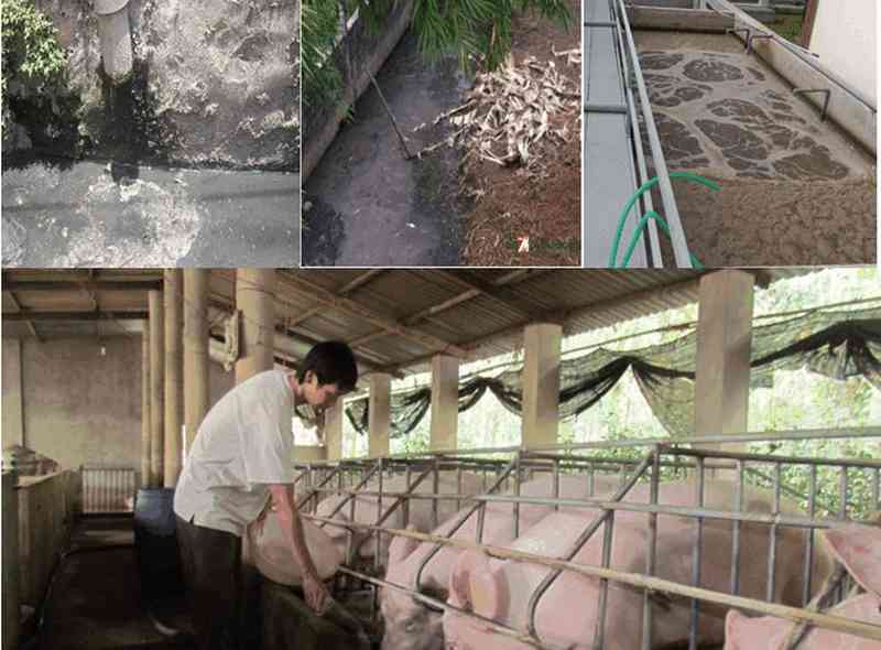 Đánh giá hiệu quả của phương pháp thử nghiệm bổ sung chế phẩm sinh học trong mô hình xử lý nước thải chăn nuôi của trại heo Đồng Hiệp, đồng thời cũng so sánh hiệu quả xử lý nƣớc thải giữa các chế phẩm sinh học với nhau.