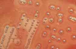 Khảo sát tỉ lệ nhiễm S. aureus và E. coli nhiễm trong các nhóm thực phẩm như thịt gia súc, các loại cá, thủy sản và các loại rau- nghiên cứu đề xuất quy trình chế biến thực phẩm trong gia đình hợp vệ sinh