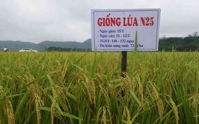 NGHIÊN CỨU ĐẶC ĐIỂM HÓA SINH VÀ PHÂN TÍCH CHẤT LƯỢNG MÙI THƠM CỦA MỘT SỐ GIỐNG LÚA THƠM Ở ĐBSCL BẰNG PHƢƠNG PHÁP SPME - GC