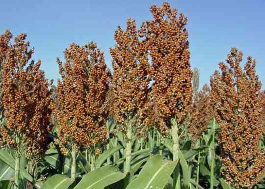 So sánh, phân tích của năng suất và khả năng chịu ngập của 8 giống- dòng cao lương trồng trong chậu