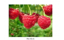 Một số phương thuốc kinh nghiệm có tác dụng ích tinh, bổ thận từ phúc bồn tử