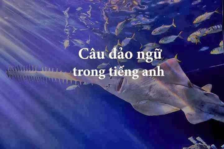 Câu đảo ngữ trong tiếng anh