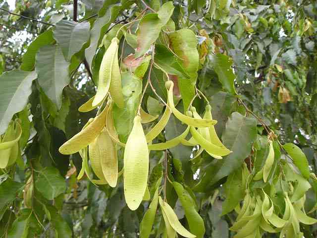 Xây dựng cơ sở dữ liệu về đặc trưng lâm học của một số ưu hợp thực vật ưu thế cây họ Sao – Dầu ở Đồng Nai để làm căn cứ xây dựng những biện pháp khai thác – tái sinh, nuôi dưỡng và bảo tồn những hệ sinh thái rừng ưu thế cây họ Sao – Dầu ở Đông Nam Bộ