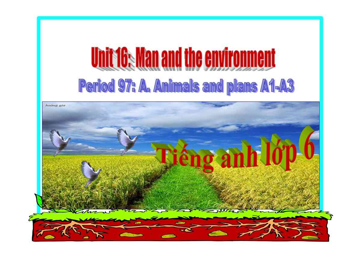 Bài giảng Tiếng Anh 6 unit 16 - Man and the enviroment